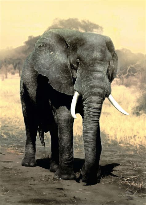 A Grand Elephant